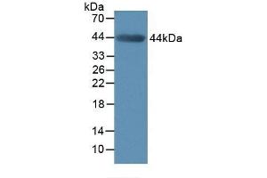 Detection of MMP3 in Mouse Muscle Tissue using Polyclonal Antibody to Matrix Metalloproteinase 3 (MMP3) (MMP3 抗体  (AA 100-477))