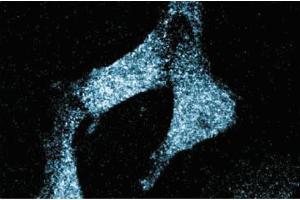 Immunofluorescence staining of human endothelial cells. (SCARB1 抗体  (AA 104-294))