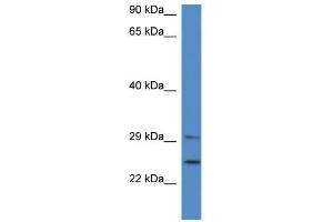 Western Blot showing YWHAB antibody used at a concentration of 1. (YWHAB 抗体  (Middle Region))
