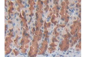 Used in DAB staining on fromalin fixed paraffin- embedded spleen tissue (GDF3 抗体  (AA 253-366))