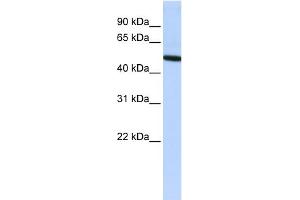 WB Suggested Anti-VTN Antibody Titration: 0. (Vitronectin 抗体  (N-Term))