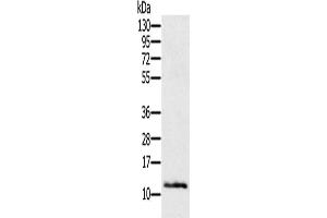 Gel: 12 % SDS-PAGE, Lysate: 40 μg, Lane: Mouse skin tissue, Primary antibody: ABIN7193125(Ly6a Antibody) at dilution 1/200, Secondary antibody: Goat anti rabbit IgG at 1/8000 dilution, Exposure time: 2 minutes (Sca-1/Ly-6A/E 抗体)