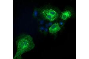 Anti-EFNA2 mouse monoclonal antibody (ABIN2452977) immunofluorescent staining of COS7 cells transiently transfected by pCMV6-ENTRY EFNA2 (RC213728). (Ephrin A2 抗体)