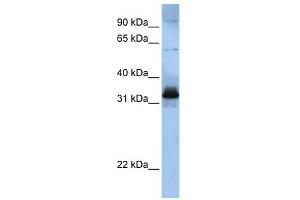 WB Suggested Anti-SFRS2B Antibody Titration:  0. (SFRS2B 抗体  (Middle Region))