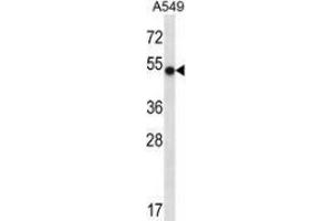 Western blot analysis in A549 cell line lysates (35ug/lane) using NFIC  Antibody . (NFIC 抗体  (Middle Region))