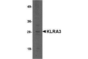 Western Blotting (WB) image for anti-Killer Cell Lectin-Like Receptor, Subfamily A, Member 3 (Klra3) (C-Term) antibody (ABIN1030473) (Klra3 抗体  (C-Term))