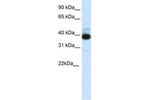 Western Blotting (WB) image for anti-Tetratricopeptide Repeat Domain 19 (TTC19) antibody (ABIN2462033) (TTC19 抗体)