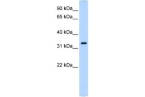 Western Blotting (WB) image for anti-Neutrophil Cytosolic Factor 4, 40kDa (NCF4) antibody (ABIN2462915) (NCF4 抗体)