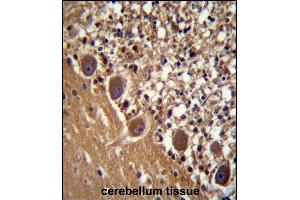 FARSB Antibody (C-term) (ABIN658011 and ABIN2846952) immunohistochemistry analysis in formalin fixed and paraffin embedded human cerebellum tissue followed by peroxidase conjugation of the secondary antibody and DAB staining. (FARSB 抗体  (C-Term))