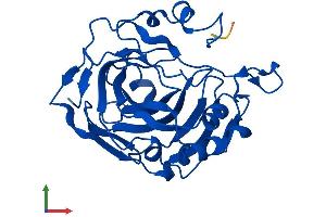 Protein Structure (PS) image for Carbonic Anhydrase XIII (CA13) (AA 1-262) protein (His tag) (ABIN7561052)