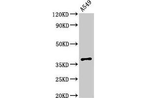 Western Blot Positive WB detected in: A549 whole cell lysate All lanes: PAQR5 antibody at 2. (PAQR5 抗体  (AA 1-51))