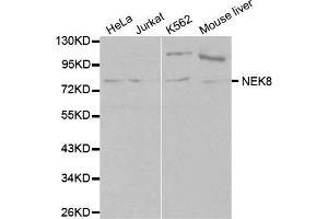 Western blot analysis of extracts of various cell lines, using NEK8 antibody.