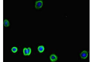Immunofluorescent analysis of HepG2 cells using ABIN7176672 at dilution of 1:100 and Alexa Fluor 488-congugated AffiniPure Goat Anti-Rabbit IgG(H+L) (SLC3A1 抗体  (AA 58-278))