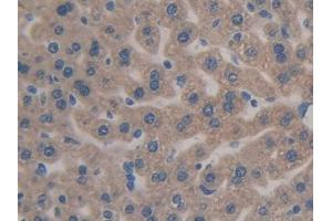 IHC-P analysis of Mouse Liver Tissue, with DAB staining. (Caspase 12 抗体  (AA 1-413))