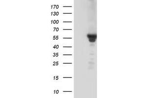 Western Blotting (WB) image for anti-Potassium Inwardly-Rectifying Channel, Subfamily J, Member 3 (KCNJ3) (AA 279-501) antibody (ABIN1491310) (KCNJ3 抗体  (AA 279-501))
