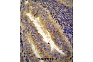 JUN Antibody (C-term) I immunohistochemistry analysis in formalin fixed and paraffin embedded human uterus tissue followed by peroxidase conjugation of the secondary antibody and DAB staining. (C-JUN 抗体  (C-Term))