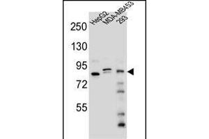 KI Antibody (Center) (ABIN654704 and ABIN2844396) western blot analysis in HepG2,MDA-M,293 cell line lysates (35 μg/lane). (KANSL3 抗体  (AA 398-427))