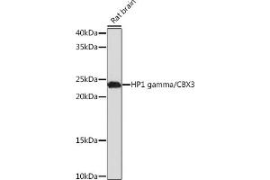 Western blot analysis of extracts of Rat brain, using HP1 gamma/CBX3 Rabbit mAb (ABIN1679484, ABIN3018775, ABIN3018776 and ABIN7101659) at 1:1000 dilution. (CBX3 抗体)
