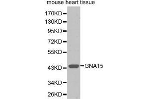 Western blot analysis of extracts of mouse heart, using GNA15 antibody (ABIN5971107). (GNA15 抗体)