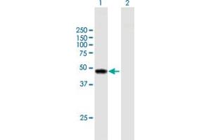 Western Blot analysis of TYW1 expression in transfected 293T cell line by TYW1 MaxPab polyclonal antibody. (TYW1 抗体  (AA 1-384))