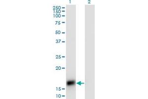 Western Blot analysis of CART expression in transfected 293T cell line by CART monoclonal antibody (M01), clone 3E4. (CARTPT 抗体  (AA 1-116))