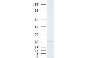 Validation with Western Blot