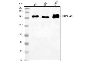 Western blot analysis of LARG/ARHGEF12 using anti-LARG/ARHGEF12 antibody (ABIN7601615).