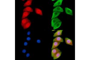 ABIN6266100 and ABIN6278545 staining Hela cells by IF/ICC.