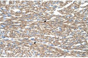 Immunohistochemistry (IHC) image for anti-Cytochrome C Oxidase Subunit IV Isoform 1 (COX4I1) (N-Term) antibody (ABIN2775574)