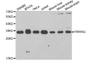 Western blot analysis of extracts of various cell lines, using YWHAQ antibody. (14-3-3 theta 抗体)