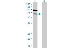 Western Blot analysis of TUBA1B expression in transfected 293T cell line by TUBA1B MaxPab polyclonal antibody. (TUBA1B 抗体  (AA 1-451))
