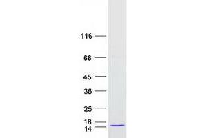 Western Blotting (WB) image for ATPase, H+ Transporting, Lysosomal 13kDa, V1 Subunit G3 (ATP6V1G3) (Transcript Variant 2) protein (Myc-DYKDDDDK Tag) (ABIN2715064)