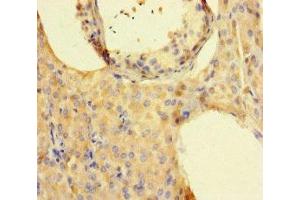 Immunohistochemistry of paraffin-embedded human testis tissue using ABIN7157130 at dilution of 1:100 (ISPD 抗体  (AA 1-264))