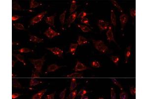 Immunofluorescence analysis of L929 cells using SCGB3A2 Polyclonal Antibody at dilution of 1:100. (SCGB3A2 抗体)