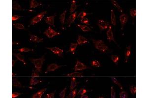 Immunofluorescence analysis of L929 cells using SCGB3A2 Polyclonal Antibody at dilution of 1:100. (SCGB3A2 抗体)