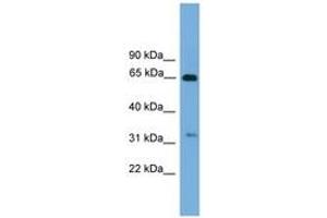 Image no. 1 for anti-UBX Domain Protein 10 (UBXN10) (AA 71-120) antibody (ABIN6745008) (UBXN10 抗体  (AA 71-120))