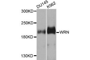 Western blot analysis of extracts of DU155 and K562 cells, using WRN antibody. (RECQL2 抗体)