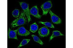 Immunofluorescence analysis of HepG2 cells using GUCY1A3 mouse mAb (green). (GUCY1A1 抗体  (AA 22-214))