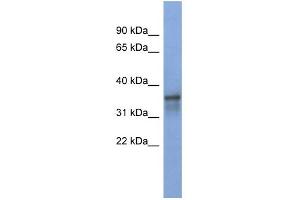WB Suggested Anti-RBM9 Antibody Titration:  0. (RBM9 抗体  (Middle Region))