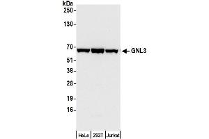 Western Blotting (WB) image for anti-Guanine Nucleotide Binding Protein-Like 3 (Nucleolar) (GNL3) (C-Term) antibody (ABIN7453884) (Nucleostemin 抗体  (C-Term))