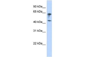 WB Suggested Anti-IGSF11 Antibody Titration:  0.