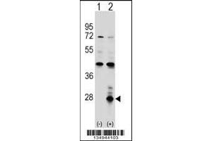 Western blot analysis of AZU1 using rabbit polyclonal AZU1 Antibody using 293 cell lysates (2 ug/lane) either nontransfected (Lane 1) or transiently transfected (Lane 2) with the AZU1 gene. (Azurocidin 抗体  (AA 67-96))