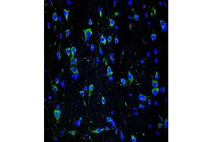 Confocal immunofluorescent analysis of INA Antibody (ABIN1539795 and ABIN2843772) with brain tissue followed by Alexa Fluor® 488-conjugated goat anti-mouse lgG (green). (INA 抗体  (AA 290-319))