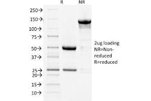 SDS-PAGE Analysis Purified COX-2 Mouse Monoclonal Antibody (COX2/1941). (PTGS2 抗体  (AA 442-572))