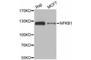 Western blot analysis of extracts of various cell lines, using NFKB1 antibody (ABIN6292205) at 1:1000 dilution. (NFKB1 抗体)