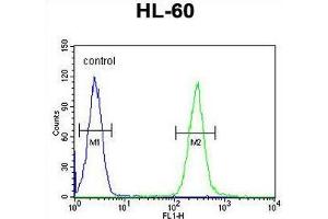 TCL6 Antibody (C-term) flow cytometric analysis of HL-60 cells (right histogram) compared to a negative control cell (left histogram). (TCL6 抗体  (C-Term))