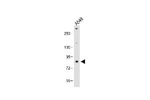 Anti-FBXL19 Antibody (C-term) at 1:2000 dilution + A549 whole cell lysate Lysates/proteins at 20 μg per lane. (FBXL19 抗体  (C-Term))