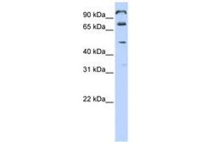 Image no. 1 for anti-Chromosome 10 Open Reading Frame 38 (C10ORF38) (AA 468-517) antibody (ABIN6740889) (FAM171A1 抗体  (AA 468-517))