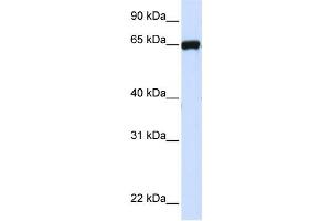 Western Blotting (WB) image for anti-Leucine Rich Repeat Containing 4C (LRRC4C) antibody (ABIN2459308) (LRRC4C 抗体)