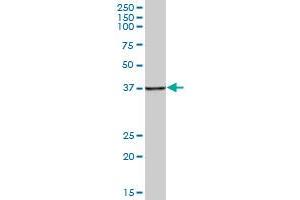 HSPBP1 MaxPab polyclonal antibody. (HSPBP1 抗体  (AA 1-359))